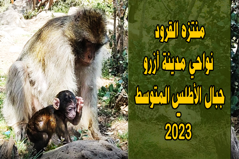 منتزه القرود نواحي مدينة أزرو – جبال الأطلس المتوسط – 2023